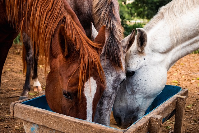 Custom Horse Feed