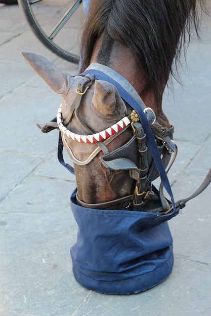 Forage-Based Horse Feed