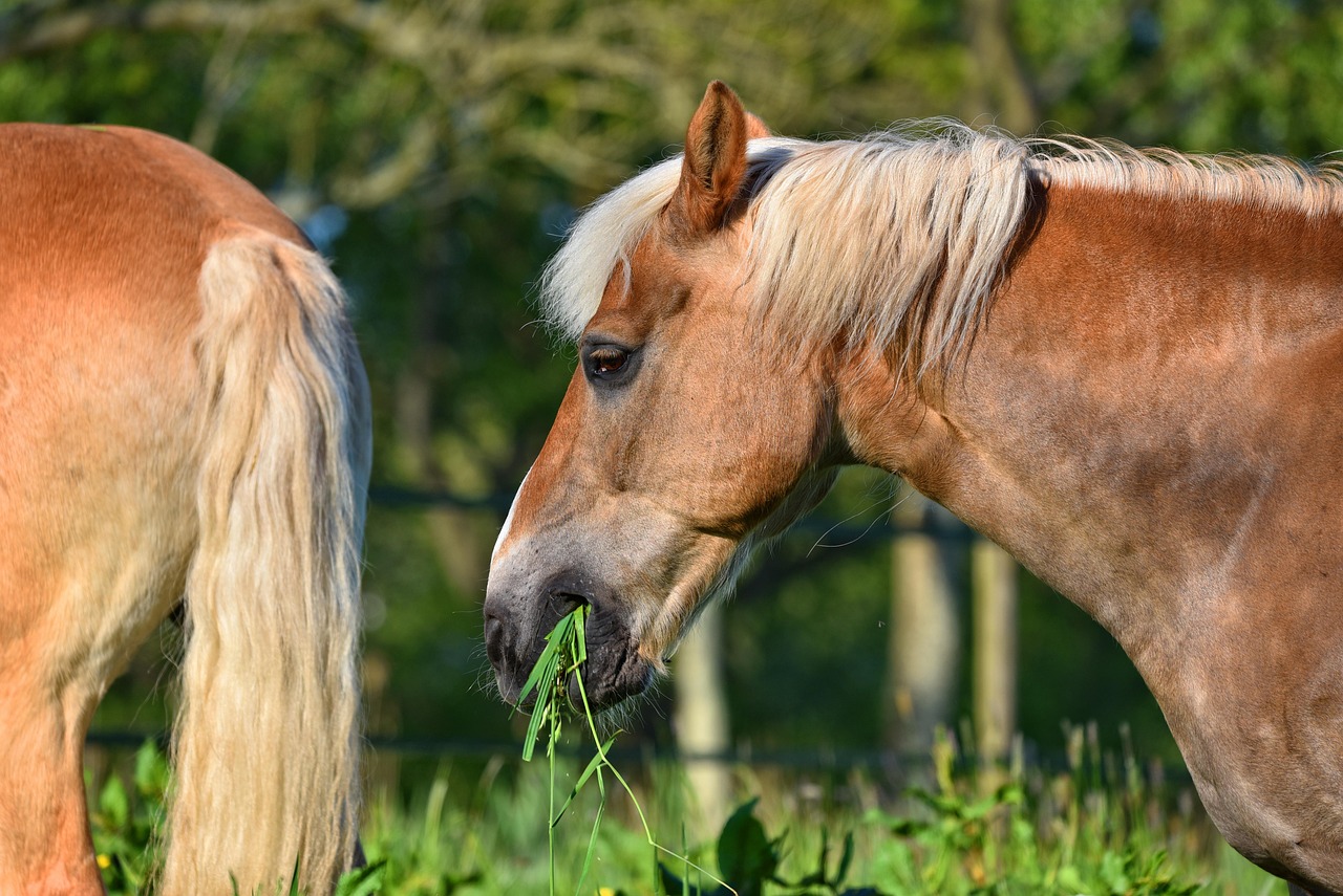 Molasses in Horse Feed
