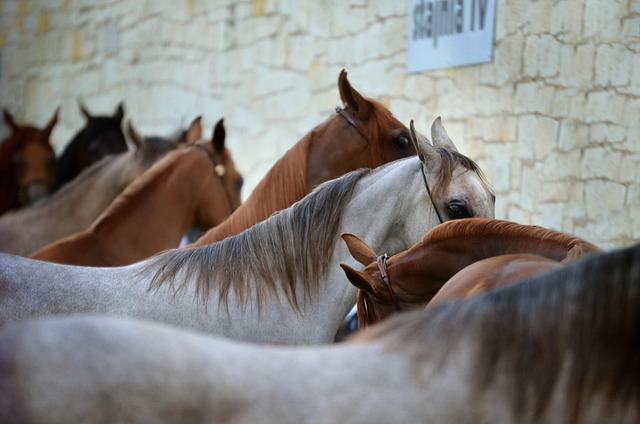 Natural Horse Food