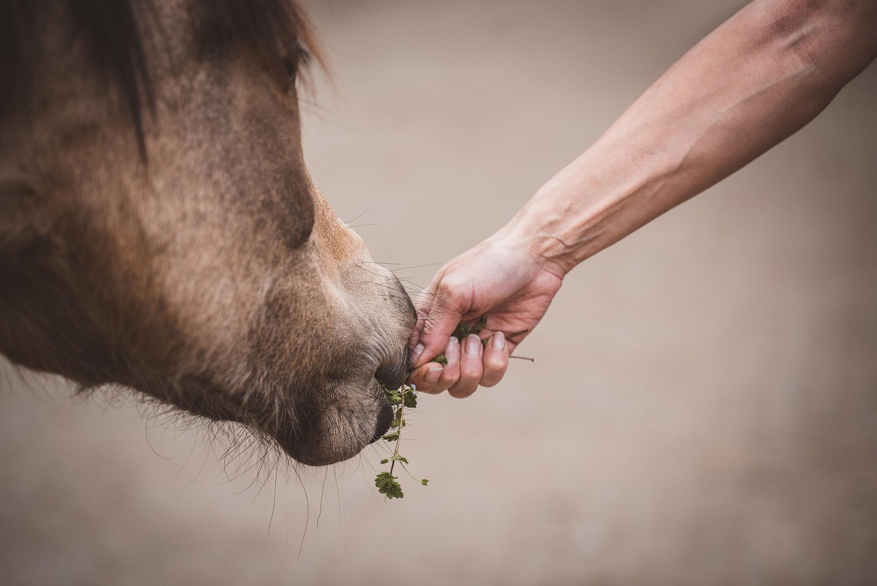Organic Alfalfa Powder