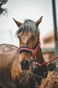 Horse eating hay nutrition