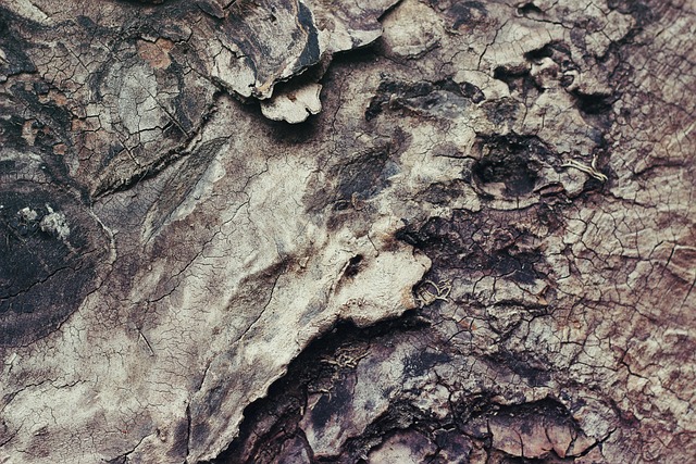 Magnolia Bark